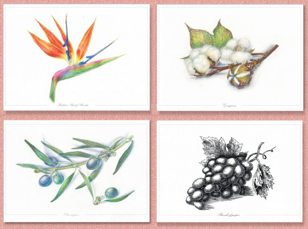 Botaniczna ilustracja tuszem i kredkami