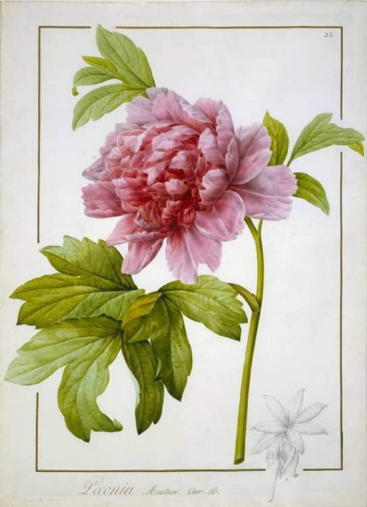 Ilustracja botaniczna zajęcia artystyczne w Poznaniu