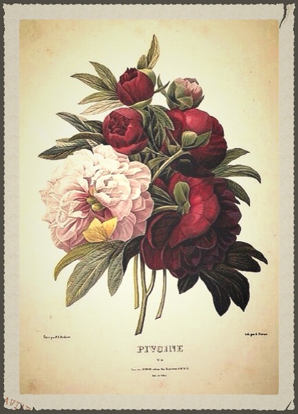 Ilustracja botaniczna zajęcia artystyczne w Poznaniu