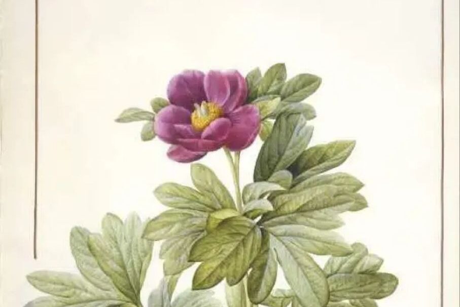 Malarstwo botaniczne kursy w Poznaniu