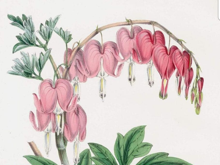 Malarstwo botaniczne kursy w Poznaniu