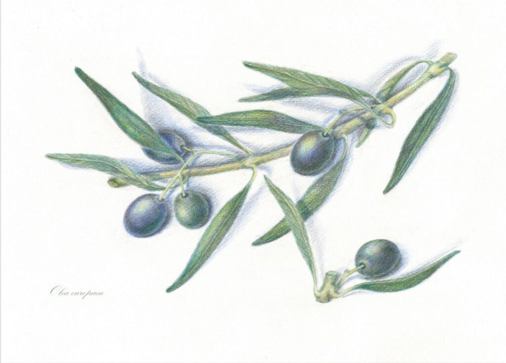 Ilustracja botaniczna kredkami